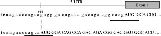 Figure 2. Map of the 5′-UTR region of the HAMP gene. The normal hepcidin peptide is derived from the C-terminus of an 84 amino acid prepropeptide, encoded by a 0.4-kb mRNA, generated from 3 exons of a 2.5-kb gene on chromosome 19. The G → A mutation at position +14 creates a new AUG codon, which leads to a shift of the reading frame, inhibition of the synthesis of the normal hepcidin protein, and probably generation of a new abnormal protein instead. Kozak sequences are underlined. The initiation codon AUG is given in bold.