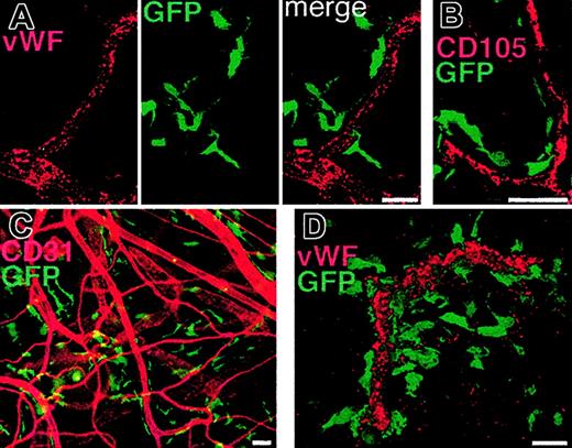 Figure 1. Periendothelial location of bone marrow-derived cells in angiogenic vessels. Angiogenesis was induced in the ears of mice that underwent BM transplantation by repeated subcutaneous VEGF protein injections (A) or by subcutaneous implantation of B16 melanoma (B-D). The tissues were studied by immunofluorescence microscopy (C) or by laser scanning confocal microscopy (A-B, D). (A-B) Vascular endothelial cells stained for von Willebrand factor (VWF, A) or CD105 (B) demonstrate the periendothelial location of the GFP+ BM-derived cells. Note that no GFP+ endothelial cells can be detected. (C) The abundant number and close association of BM-derived cells to endothelial cells (CD31 staining, red) can also be seen in the peritumoral area where larger arterioles with no apparent angiogenic activity are seen. (D) A 3-dimensional projection digitally reconstituted from stacks of confocal optical slices demonstrates the periendothelial location of the BM-derived GFP+ cells bordering the vascular endothelial cells expressing VWF (red). Bars represent 40 μm.