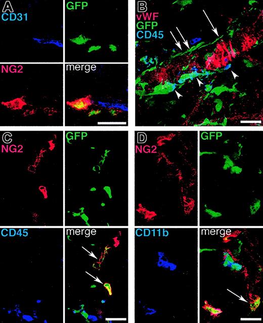 Figure 2. Subpopulations of periendothelial BM-derived vascular mural cells express the pericyte marker NG2 proteolygan and/or the hematopoietic markers CD45 or CD11b. Angiogenesis was induced in mice that underwent BM transplantation by subcutaneous implantation of B16 melanoma (A, C-D) or by repeated subcutaneous VEGF protein injections (B), and the tissues were analyzed by confocal microscopy. (A) Some of the BM-derived mural cells covering angiogenic blood vessel endothelium (CD31 staining, blue) express the pericyte marker NG2 (red). (B) A 3-dimensional projection demonstrates that BM-derived GFP+ periendothelial cells encompass both cells expressing CD45 (arrowheads) and cells with no CD45 immunoreactivity (arrows). (C-D) Similarly, BM-derived NG2+ cells also include cells that do not coexpress CD45 or CD11b (arrows). Bars represent 30 μm.