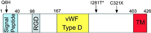 Figure 2. Mutations in HJV. Positions of the nonsense and 2 missense mutations are shown diagrammatically. The Q6H and C321X mutations were present on the maternal allele; the I281T mutation (*) was found on the paternal allele. The signal peptide, RGD domain (RGD), von Willebrand factor D-domainlike (VWF type D), and putative transmembrane domain (TM) regions are indicated with colored boxes.
