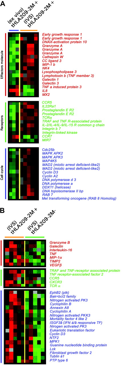 Figure 5. Differences in expression of genes associated with T-cell activation between circulating and IVS immunization-induced T cells and between immunization-induced and concomitant CD8+ T cells induced by IVS. (A) Unpaired, two-tailed Student t test (P2 < .05) was applied to select genes differentially expressed between circulating immunization-induced T cells in 3 patients and 5 IVS-induced immunization-specific samples. (B) Genes differentially expressed between 5 209-2M tHLA+ and tHLA– subsets of CD8+ T cells from the same IVS cultures. Color coding is identical for both panels and represents, respectively, genes associated with effector function (red bars), relevant receptors (green bars), and genes associated with cell cycle regulation (blue bars).