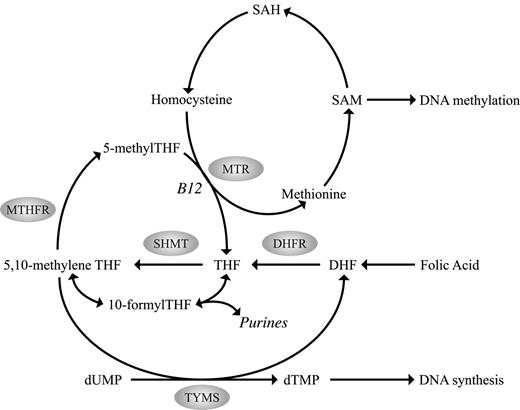 Figure 1. Overview of the human folate metabolic pathway. SAM indicates S-adenosylmethionine; SAH, S-adenosylhomocysteine; DHF, dihydrofolate; DHFR, dihydrofolate reductase; THF, tetrahydrofolate; SHMT, serine hydroxymethyltransferase; 5,10-methyleneTHF, 5,10-methylenetetrahydrofolate; MTHFR, 5,10-methylenetetrahydrofolate reductase; 5-methylTHF, 5-methyltetrahydrofolate; 10-formylTHF, 10-formyltetrahydrofolate; MTR, methionine synthase; TYMS, thymidylate synthase; dTMP, deoxythymidine monophosphate; B12, vitamin B12; and dUMP, deoxyuridine monophosphate.