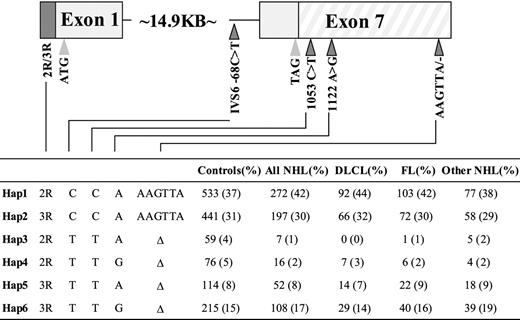 Figure 2. White TYMS polymorphisms and haplotype frequencies. The first and last exons of TYMS and the relative positions of the polymorphisms that were investigated are depicted. Thin lines indicate introns; boxes, exons (3′UTR is striped, 3R → 2R is dark fill, coding is light fill); dark triangles, polymorphisms; and light triangles, start and stop codons. Haplotype frequencies were determined using the Cocaphase program.
