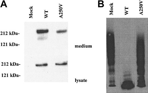 Figure 1. Effect of the A250V mutation on ADAMTS13 activity. The wild-type (WT) and A250V mutant ADAMTS13 were expressed in HEK293 cells. (A) The culture media and cell lysate were analyzed by Western blot. The molecular sizes as judged by protein standards are indicated at the left. (B) After normalization of ADAMTS13 protein concentration, the culture media were analyzed for the enzymatic activity by measuring the degradation of VWF multimers. The A250V mutant had markedly reduced activity compared with wild type.
