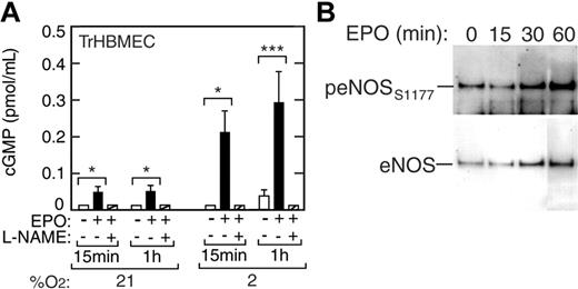 Figure 4. Induction of cGMP and eNOS phosphorylation in TrHBMECs. (A) The cGMP levels were increased 3-fold by EPO (▪) at 21% O2 and up to 10-fold by EPO at 2% O2 as early as 15 minutes following EPO stimulation compared with the no EPO control (□) (*P < .05; ***P < .001). The eNOS inhibitor, L-NAME (▨), inhibited EPO induction of cGMP in these cells. (B) Western blot analysis showed induction of eNOS protein and eNOS phosphorylation at serine 1177 (peNOSs1177) for cells cultured with EPO at 2% O2. At 60 minutes, the increase in band intensity of eNOS is 2.5-fold and of peNOSs1177 is 5.3-fold compared with 0 minutes, giving an overall increase of 2-fold in the peNOSs1177/eNOS ratio. Error bars represent SD.