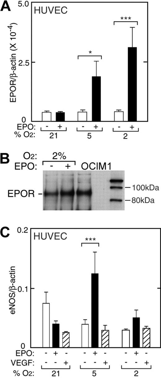 Figure 5. EPO induction of EPOR in HUVECs. (A) EPO (▪) in combination with reduced oxygen tension (5% and 2% O2) increased EPOR expression in primary HUVECs as measured by quantitative RT-PCR. No change in EPOR was observed with reduced oxygen tension in the absence of EPO (□). Results are normalized to β-actin expression (*P < .05; ***P < .001). (B) Western blot analysis confirmed induction of EPOR protein for HUVECs cultured with EPO at 2% O2. OCIM-1 cell extract was used as a positive control (OCIM1). (C) Expression of eNOS in HUVECs at different oxygen tensions. In the absence of EPO (open bars), expression of eNOS at 2% O2 was less than one-half of the value under normoxia. However, addition of EPO (▪) reversed the decrease in eNOS expression at low oxygen tension, increasing eNOS by 2-fold or more in HUVECs (***P < .001). VEGF (▨) did not induce eNOS expression. Error bars represent SD.