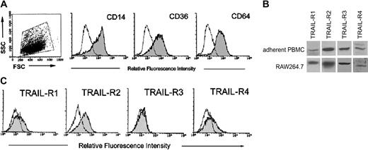 Figure 1. Expression of TRAIL-Rs in adherent human PBMCs and in RAW264.7. PBMCs were let to adhere for 3 to 5 days before performing Western blot and phenotypic analysis. At this time point, adherent PBMCs were either stained for monocytic/macrophagic markers CD14, CD36, and CD64 (A) or analyzed for TRAIL-R expression (B, C). (A) Dot plot shows the forward and side scatter (FSC/SSC) profile and the gate, on viable cells, considered for the phenotypic analysis. In (B) TRAIL-R expression was evaluated in adherent PBMCs and in RAW264.7 by Western blot analysis. A representative of 3 separate experiments is shown. (C) Surface TRAIL-R expression was evaluated in adherent PBMCs by flow cytometry. A representative of 7 separate experiments is shown. In panels A and C, shadowed histograms represent cells stained with MoAbs specific for the indicated surface antigens (CD14, CD36, CD64, and TRAIL-Rs) whereas unshadowed histograms represent the background fluorescence obtained from the staining of the same cultures with isotype-matched control MoAbs.