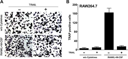 Figure 3. Effect of TRAIL on differentiation of RAW264.7 cells into functional osteoclasts. RAW264.7 cells were left untreated (without cytokines) or cultured in the presence of TRAIL and with RANKL plus M-CSF with or without TRAIL for 10 days. (A) Representative fields of the cultures, treated as indicated, after TRAP staining (magnification, × 10; NA, 0.25). (B) The number of TRAP-positive multinucleated cells containing 3 or more nuclei was scored. Data represent the means ± SD of 7 different experiments.