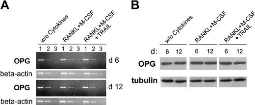 Figure 5. Analysis of OPG expression during osteoclastic differentiation in the presence of TRAIL. At 6 and 12 days of cultures, cells were harvested and OPG expression was analyzed by RT-PCR (A) and Western blotting (B). (A) Semiquantitative OPG RT-PCR was performed on serial dilutions (1-3) of RNA extracted from cultures treated as indicated. β-actin amplification was used to confirm comparability of the samples. The ethidium bromide-stained agarose gels of PCR products are shown. Data are representative of 2 independent experiments. (B) Equivalent amounts of protein lysates were analyzed by Western blot with anti-OPG MoAb. A representative of 2 separate experiments is shown. Equal loading of protein in each lane was confirmed by staining with the antibody to tubulin.