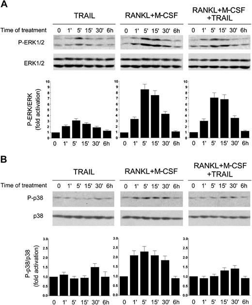 Figure 6. Time-course analysis of ERK1/2 and p38/MAPK phosphorylation in response to TRAIL. RAW264.7 cells were made quiescent by reduction of serum to 0.5% in culture medium overnight, before stimulation with TRAIL and RANKL plus M-CSF, used alone or in combination. Equal amounts of cell lysates, harvested at the indicated time points, were analyzed for ERK1/2 (A) and p38/MAPK (B) phosphorylation by Western blot analyses using Abs specific for the native form of the kinases and for residues that are phosphorylated (P-) in each kinase upon activation. Protein bands were quantified by densitometry and levels of P-ERK1/2 (A) and P-p38 (B) were calculated for each time point, after normalization to ERK1/2 or p38, respectively, in the same sample. Unstimulated basal expression was set as unity. Error bars indicate SD. Results are representative of 3 separate experiments.
