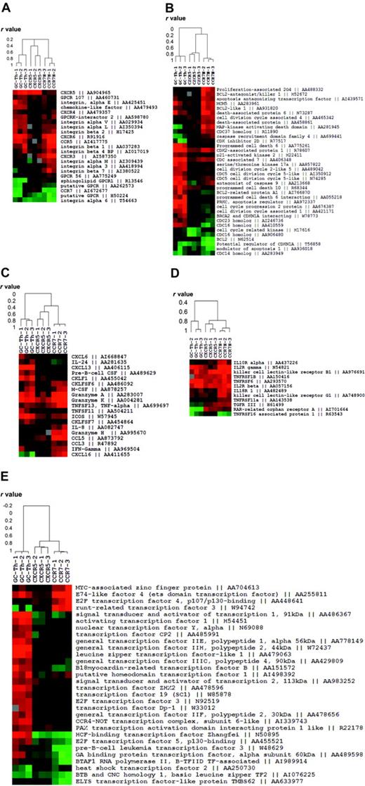 Figure 3. Expression patterns of the genes classified into 5 functional groups in GC-Th cells versus other memory/effector T-cell subsets. (A) Migration-related genes. (B) Cell-cycle– and apoptosis-related genes. (C) Chemokine- and cytokine-related genes. (D) Cytokine receptors. (E) Transcription-related genes. Each clustered image accompanies a dendrogram showing the relationship (in r values from Pearson correlation) among the T-cell subsets or 12 experiments (3 per subset) in gene expression. Genbank accession numbers are shown along with gene names.