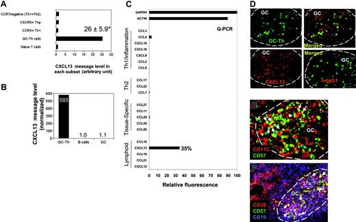 Figure 4. The unique expression of CXCL13 in human CD4+ GC-Th cells. (A) Expression of CXCL13 in GC-Th cells and other T-cell subsets measured by a cDNA array technique. Data shown are in relative units (naive T cells equal one). *Average up-regulation of CXCL13 mRNA in GC-Th cells versus naive T cells plus or minus standard deviation from 3 independent measurements. (B) Quantitative RT-PCR examination of CXCL13 in freshly isolated GC-Th cells, monocyte-derived mature dendritic cells, and freshly isolated CD19+ tonsil B cells. The copy numbers of B-lymphocyte chemoattractant (BLC) were normalized for copy numbers for GAPDH. Relative expression levels are shown (B cells equal 1). (C) CXCL13 is the major chemokine expressed by GC-Th cells. Real-time RT-PCR was used to examine 20 chemokines (in 4 groups: “Th1/inflammation,”“Th2,”“tissue-specific,” and “lymphoid” based on their expression sites or functions); GAPDH and β-actin were used as internal controls. Expression levels are shown in relative SYBR green fluorescence of the gene products to GAPDH products (GAPDH intensity = 100%). (D) CXCL13 expression in GC-Th cells was visualized by an in situ immunohistology technique. Frozen tonsil sections were stained with anti-CXCL13 antibody or control mouse IgG1 and then with secondary antibody conjugated with PE (red). Sections were further stained with anti–CD57-FITC for GC-Th cells (green). A confocal microscope system (Bio-Rad MRC 1024UV and Nikon Diaphot 300 microscope) was used to analyze the sections. (E-F) Many GC-Th cells are in physical contact with dendritic cells and GC-B cells. Frozen tonsil sections were stained with fluorescent monoclonal antibodies to CD11C (red for dendritic cells and some macrophages), CD57 (green for GC-Th cells), CD38 (red), and CD19 (blue). Please note that green (CD57+) cells are GC-Th cells and red cells are dendritic cells in panel E. Purple (CD38+CD19+) cells are GC-B cells and red (CD38+CD19–) cells are plasma cells in panel F. Arrows indicate several examples of GC-Th cells that are in direct contact with dendritic cells or GC-B cells. The images were taken at × 200 magnification.