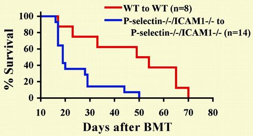 Lack of P-selectin and ICAM-1 accelerates the development of CML-like leukemia induced by BCR/ABL. See the complete figure in the article beginning on page 2163.