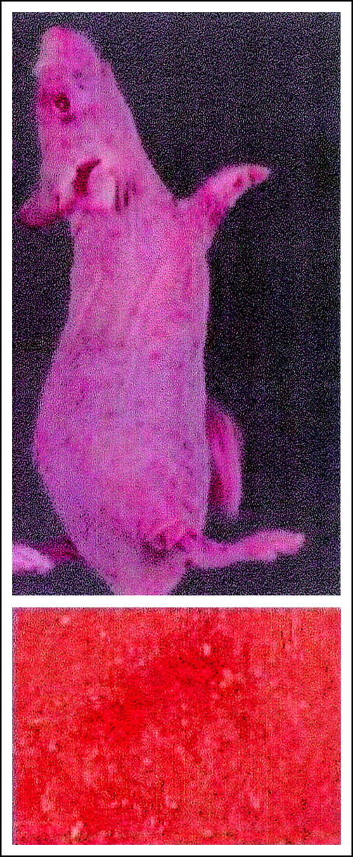 Thrombocytopenic purpura induced by LDV infection in nude mice. See the complete figure in the article beginning on page 2102.