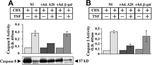 Figure 2. Effect of A20 on TNF-induced activation of initiator caspases 8 and 2. A20 inhibits TNF-induced activation of the initiator caspases 8 and 2 by blocking their proteolytic cleavage. Noninfected PAECs and PAECs infected with rAd.β-gal or rAdA20 were treated with CHX (2 μg/mL) alone or with CHX and TNF (100 U/mL) for 6 hours. Caspase 8 (A) and caspase 2 (B) activities were then analyzed in the PAEC lysates by means of a colorimetric assay based on spectrophotometric detection of the chromophore p-nitroanilide (pNA) after cleavage from the caspase-specific–labeled substrates IETD-ρNA for caspase 8 (panel A) and VDVAD-pNA for caspase 2 (panel B). Expression of A20 significantly inhibited TNF-induced activation of caspases 8 and 2. Western blot analysis of procaspase 8 demonstrated that A20 inhibited TNF-induced proteolytic cleavage of caspase 8 (A). The molecular mass of the inactive proform (57 kDa) of the procaspase 8 is indicated (arrows). Data shown represent mean ± SD of triplicate values and are representative of 4 independent experiments. Light gray bars correspond to NI cells; dark gray bars to rAdA20-infected cells; and medium gray bars to rAdβ-gal–infected cells.