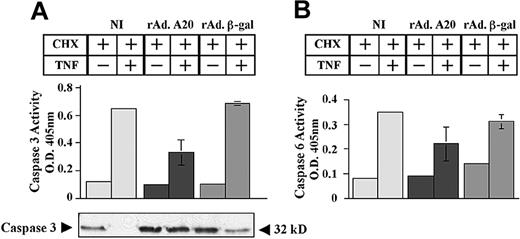 Figure 3. Effect of A20 on TNF-induced activation of effector caspases 3 and 6. A20 inhibits TNF-induced activation of the effector caspases 3 and 6 by blocking their proteolytic cleavage. NI PAECs and PAECs infected with rAd.β-gal or rAdA20 were treated with CHX (2 μg/mL) alone or with CHX and TNF (100 U/mL) for 6 hours. Caspase 3 (A) and caspase 6 (B) activities were analyzed in the PAEC lysates by means of a colorimetric assay based on spectrophotometric detection of the chromophore ρNA after cleavage from the caspase-specific–labeled substrates DEVD-pNA for caspase 3 (A) and VEID-pNA for caspase 6 (B). Expression of A20 significantly inhibited TNF-induced activation of caspases 3 and 6. Western blot analysis of procaspase 3 demonstrated that A20 inhibited TNF-induced proteolytic cleavage of caspase 3 (A). The molecular mass of the inactive proform of the procaspase 3 (32 kD) is indicated (arrows). Data shown are mean ± SD of triplicate values and are representative of 4 independent experiments. Light gray bars correspond to NI cells; dark gray bars to rAdA20-infected cells; and medium gray bars to rAdβ-gal–infected cells.