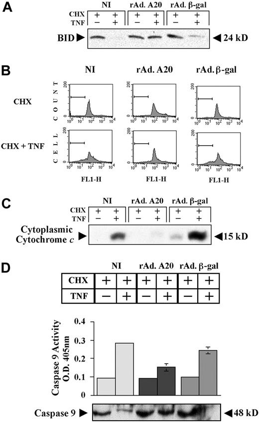 Figure 4. Effect of A20 preservation on mitochondrial integrity in PAECs after TNF treatment. A20 expression in PAECs preserves mitochondrial integrity following TNF treatment by inhibiting proteolytic cleavage of Bid, maintaining the Δψm, and preventing cytochrome c release and activation of caspase 9. (A) Western blot analysis of BID cleavage in NI PAECs and PAECs infected with rAdA20 or rAdβ-gal 6 hours following treatment with CHX/TNF. A20 expression in PAECs inhibited TNF-induced cleavage of BID (24 kD). Data shown are representative of 3 independent experiments. (B) NI PAECs and PAECs infected with rAdA20 or rAdβ-gal were treated with CHX/TNF for 4 hours. PAECs were then recovered and labeled with the RH 123 dye, and the Δψm was analyzed by FACS analysis in fluorescence channel 1 (FL-1) for green fluorescence. Cells with normal Δψm exhibit strong rhodamine fluorescence. Cells with low fluorescence reflect loss of the Δψm (gated area). Expression of A20 in PAECs significantly decreased the loss of the Δψm. Data shown are representative of 3 independent experiments. (C) NI PAECs and PAECs infected with rAdA20 or rAdβ-gal were treated with CHX or CHX/TNF for 6 hours. Cytoplasmic cell extracts were recovered and evaluated by Western blot analysis for cytochrome c expression. Expression of A20 inhibited TNF-mediated release of cytochrome c in the cytoplasm. Data shown are representative of 3 independent experiments. (D) NI PAECs and PAECs infected with rAd.β-gal or rAdA20 were treated with CHX alone or with CHX/TNF for 6 hours. Caspase 9 activity was analyzed in PAEC lysates by means of a colorimetric assay based on spectrophotometric detection of the chromophore pNA after cleavage from the caspase-specific–labeled substrate LEHD-pNA. Expression of A20 significantly inhibited TNF-induced activation of caspase 9. Western blot analysis of procaspase 9 demonstrated that A20 inhibited TNF-induced proteolytic cleavage of caspase 9. The molecular mass of the inactive proform of the procaspase 9 (48 kD) is indicated (arrows). Data are expressed as mean ± SD of triplicate values. Results shown are representative of 4 independent experiments.
