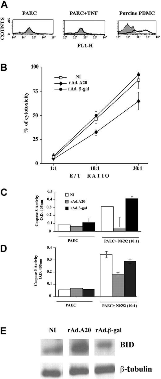 Figure 6. Mechanism of A20 protection from NK cell–mediated cell death. A20 expression protects ECs from NK cell–mediated cell death by blocking caspase 8 and 3 activation and inhibiting BID cleavage. (A) FACS analysis of Fas surface expression in PAECs and porcine PBMCs shows the absence of Fas expression in PAECs whether or not they were treated with TNF, while Fas is readily expressed on the surface of PBMCs collected from the same pig strain. (B) NI PAECs and PAECs infected with rAd.β-gal or rAdA20 were labeled with calcein and cocultured with NK 92 cells at an E/T ratio of 1:1, 10:1, and 30:1 for 4 hours. NK-induced cytotoxicity was measured by calcein release. Expression of A20 significantly protected PAECs from NK cell–mediated cytotoxicity. Data shown are representative of 6 experiments performed in triplicate. Caspase 8 (C) and caspase 3 (D) activities were analyzed in the PAEC/NK cocultures by means of a colorimetric assay based on spectrophotometric detection of the chromophore pNA after cleavage from the caspase-specific–labeled substrates. Expression of A20 significantly inhibited NK-induced activation of caspases 8 and 3. Data are expressed as mean ± SD of triplicate values. Results shown are representative of 4 independent experiments. (E) Western blot analysis of BID cleavage in NI PAECs and PAECs infected with rAdA20 or rAdβ-gal 6 hours following coculture with NK cells. A20 expression in PAECs inhibited NK-induced cleavage of BID (24 kD). Data shown are representative of 3 independent experiments. Equal loading was confirmed by β-tubulin expression.