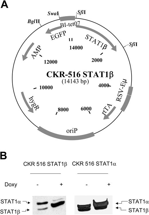 Figure 1. Induction of STAT1β and STAT1α. (A) Schematic diagram of the CKR516-STAT1β vector. Gray boxes indicate cassettes; BI-tet07, bidirectional tetracycline-responsive promoter; STAT1β, cDNA encoding STAT1β; EGFP, cDNA encoding the enhanced green fluorescence protein; rtTA, reverse tetracycline-repressor transactivator fusion protein rtTA2s-M2; EBV oriP, origin of replication of the EBV plasmid; HygR, gene for hygromycin resistance; Eμ-RSV, promoter-enhancer consisting of mouse immunoglobulin heavy chain intron enhancer and RSV promoter; and SfiI, restriction sites for SfiI. (B) Expression of STAT1β and STAT1α in LCL cells transfected with CKR516-STAT1β and CKR516-STAT1α. STAT1β and STAT1α expression was assessed after 4 weeks of selection by hygromycin using Western blotting with an anti-STAT1 antibody recognizing STAT1α (91 kDa) and STAT1β (84 kDa), as indicated by arrows. Analysis was performed in transfected cells that were either treated (+) or not treated (–) with 1.5 μg/mL doxycycline for 24 hours. This experiment is representative of 4 independent transfections of cells. In each case, the percentage of EGFP-inducible cells was approximately 70%.