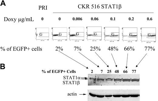 Figure 2. Comparison between EGFP and STAT1β induction. (A) Dose-response induction of EGFP. The expression of EGFP was analyzed in nontransfected PRI cells (PRI) and in CKR516-STAT1β–transfected cells after 4 weeks of selection by hygromycin. Autofluorescence of nontransfected PRI cells was lower than that of CKR516-STAT1β–transfected cells and did not change with doxycycline treatment. CKR516-STAT1β–transfected cells positive for EGFP after 24 hours of treatment with 0 to 0.6 μg/mL doxycycline were detected by flow cytometry in the G area on an FL1/side-scatter dot plot. The concentration of doxycycline is indicated above each graph. The percentage of EGFP-positive cells is indicated under each graph. (B) Dose-response induction of STAT1β. Western blot analysis was performed as for Figure 1. Analysis was performed in the same cells in panel A, with EGFP induction ranging from 2% to 77%. Arrows indicate the correspondence between the EGFP flow cytometry dot plot and the different lanes of the Western blot. Results are representative of 2 different experiments. Comparable results were obtained with CKR516STAT1α–transfected cells.