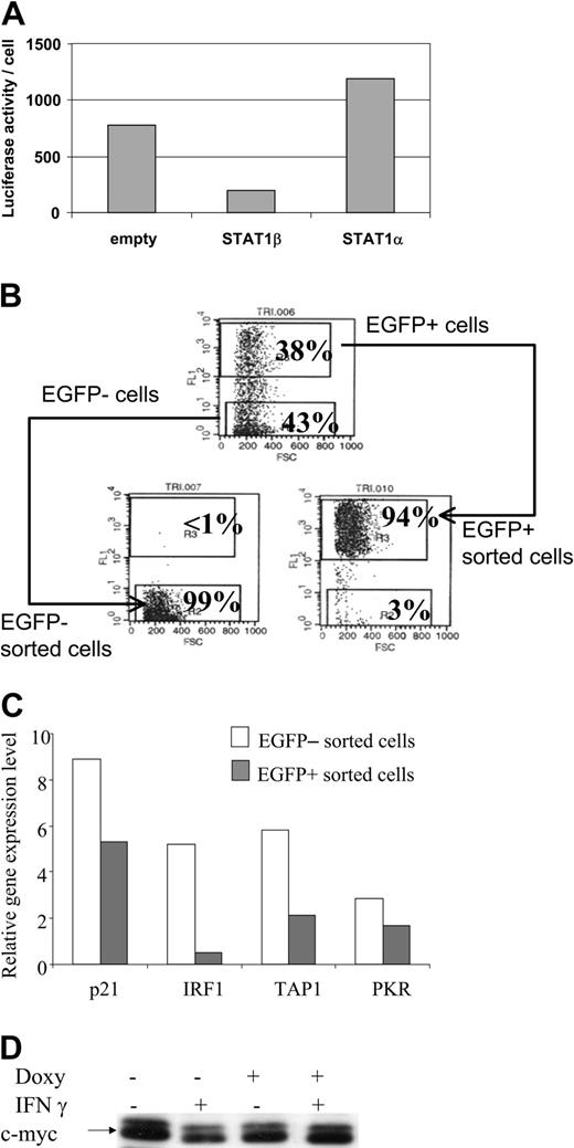 Figure 4. Down-regulation of STAT1α target genes in STAT1β overexpressing cells. (A) Inhibition of the transcriptional activity of STAT1α by overexpression of STAT1β. Cells were cotransfected with a plasmid construct containing the luciferase gene driven by the TAP1 promoter with an inactivated κB site. Cells were transfected with an empty CKR516 vector (empty), with the CKR516-STAT1β vector, or with the CKRSTAT1α vector. The experiment was repeated 3 times with identical results. (B) Purification of EGFP-inducible and noninducible cells transfected with the CKR516-STAT1β vector. Twenty-four hours of treatment of cells with 0.6 μg/mL doxycycline yielded a heterogeneous cell population (top graph) containing EGFP-positive (top gate) and -negative cells (bottom gate). A typical result of EGFP-positive and -negative cell sorting by flow cytometry is shown in the bottom graphs. The percentage of cells in the 2 gates is indicated in each graph. (C) RQ-PCR analysis of STAT1 target genes in CKR516-STAT1β–transfected cells. Levels of p21WAF1/CIP1, IRF1, PKR, and TAP1 mRNA were measured by RQ-PCR in extracts from EGFP-positive and -negative sorted cells and compared to the level of Abl1 mRNA. (D) Detection of the c-myc protein in CKR516-STAT1β–transfected cells. Detection of c-myc was performed by Western blot analysis of total protein extracts from cells treated (+) or not treated (–) with 0.6 μg/mL doxycycline for 24 hours.