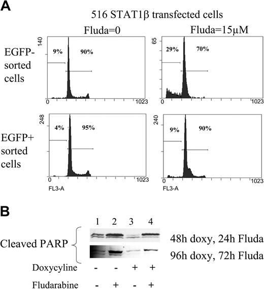 Figure 6. Analysis of apoptosis in CKR516-STAT1β–transfected cells treated or not treated with fludarabine. (A) Analysis of the sub-G1 peak. EGFP-positive and -negative cell populations purified by FACS after doxycycline treatment were further treated with 15 μM fludarabine for 16 hours or were left untreated. DNA content was assessed by flow cytometry using the 7AAD dye after ethanol fixation, allowing quantification of the sub-G1 peak. (B) Analysis of PARP cleavage. Detection of the PARP fragment cleaved by caspase 3 was performed by Western blotting of total protein extracts from cells treated (+) or not treated (–) with 0.6 μg/mL doxycycline for 24 hours and treated (+) or not treated (–) with fludarabine for 24 and 72 hours. Results are representative of at least 2 independent experiments.