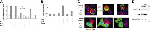 Figure 7. Regulation of p53 and Mdm2 mRNA expression by STAT1α and p53/STAT1α proapoptotic complex. (A) Determination by RQ-PCR of the relative expression levels of p53 and Mdm2 in EGFP-positive and -negative cells from CKR516-STAT1β–transfected cells. Induced (+) and noninduced (–) cells were treated with doxycycline (Doxy), IFN-γ (250 U/mL), or 15 μM fludarabine for 16 hours. Relative mRNA expression levels were assessed by RQ-PCR using Abl1 mRNA and a pool of RNA for normalization. Results are representative of at least 2 independent experiments. (B) p53/Mdm2 ratios of mRNA measured by RQ-PCR in EGFP-positive and -negative cells from CKR516-STAT1β–transfected cells. p53/Mdm2 mRNA ratios were calculated from the experiment described for panel A. Results are representative of at least 2 independent experiments. (C) Detection of p53 by immunofluorescence staining in EGFP-positive cells from CKR516-STAT1β– and STAT1α–transfected cells. Cells were transfected with CKR516-STAT1α (top panels) or CKR516-STAT1β (bottom panels), pretreated with doxycycline for 24 hours (inducibility reached 70%), and treated with fludarabine for 24 hours. Cytospins were stained with AlexaFluor 594 streptavidin for the detection of the secondary biotinylated immune serum against the p53 antibody (red) and with DAPI (blue) for nucleus staining. Induced cells are recognized by the presence of EGFP (green) in the cytoplasm. In CKR516-STAT1α EGFP-positive cells, high levels of p53 (red) were localized in the nucleus when compared with EGFP-negative cells. Conversely, in CKR516-STAT1β EGFP-positive cells, no p53 was visible in the nucleus, similar to noninduced cells. (D) Physical association of STAT1α to p53 bound to the p53 DNA-specific probe. Nuclear extracts were obtained from nontransfected (PRI) cells treated (+) or not (–) with fludarabine. Extracts were incubated with biotinylated p53 DNA–specific probe. Complexes were captured on agarose–streptavidin, then washed and separated by electrophoresis. Western blot analysis was performed to detect p53 and STAT1. In the absence of fludarabine (lane 1), p53 binds to the probe. In the presence of fludarabine (lane 2), p53 binding is increased. In both cases, STAT1 is detected. In lane 3, an excess of nonbiotinylated p53 probe was added before the biotinylated p53 probe to detect nonspecific binding.