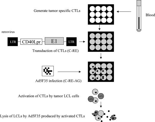 Figure 1. Generation of genetically modified EBV-specific cytotoxic T lymphocytes (CTLs). Peripheral blood mononuclear cells were used to generate both EBV-LCLs and EBV-specific CTLs. The CTLs were then transduced with an SFG retrovirus containing the human CD40L promoter driving the adenovirus E1 gene. These E1-transduced cells (C-RE) are then transduced with an Ad5F35 adenovector. Following activation by autologous EBV-LCLs, these CTLs (C-RE-AG) are activated and release infectious adenovectors. LTR indicates long terminal repeat.
