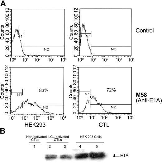 Figure 2. E1 protein is detected in modified CTLs after specific activation. (A) Immunofluorescence: C-RE (E1-transduced CTLs) and nontransduced CTLs were activated with autologous LCLs, fixed, permeabilized, and stained with an antibody specific for E1a or with an isotype control. 293 cells were used as a positive control for E1a production. Cells were analyzed by flow cytometry. (B) Western blot analysis: 4 × 106 activated E1-transduced CTLs (C-RE) were lysed and the proteins separated on a gel (lanes 2-3). M58 monoclonal antibody was used to detect the E1a protein. 293 cell extract was used as a positive control (lanes 4-5), and nonactivated CTL (nonactivated C-RE) extract was used as a negative control (lane 1). M1 indicates negative population; M2, positive population. Results are shown as the percentage of positive cells.