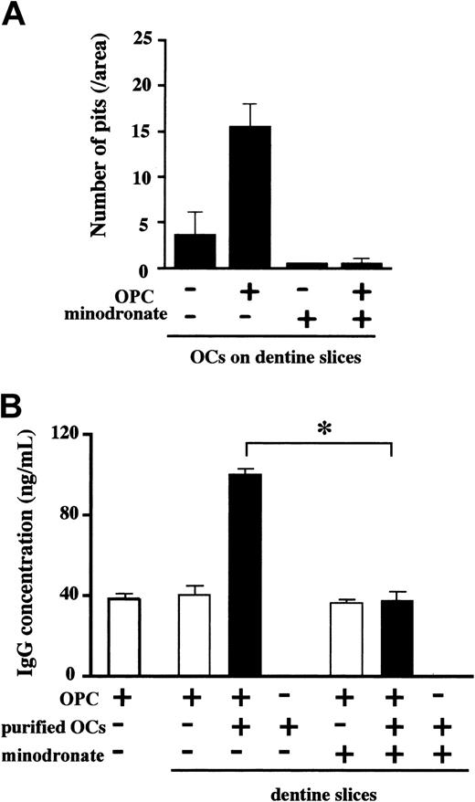Figure 4. A bisphosphonate inhibited OC-mediated MM cell growth on dentine slices. OCs were purified from rabbit bone cells and plated out on dentine slices in 96-well culture plates. Subsequently, human myeloma OPC cells (2 × 104/mL) and minodronate at 0.1 μM were added to the indicated wells in quadruplicate. After 4 days, the number of resorption pits on dentine slices was counted (A). Isolated OCs were cocultured with OPC cells on dentine slices in quadruplicate, minodronate was added at 0.1 μM into the indicated wells, culture supernatants were harvested at day 4, and IgG concentrations were measured by ELISA (B). Data are expressed as means ± SD. *Significantly different by one-way ANOVA with Scheffe post hoc tests, P < .05.