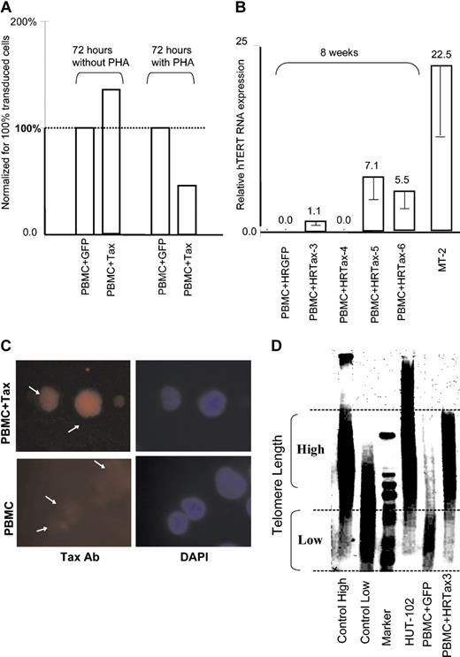 Figure 2. Expression of hTERT mRNA in Tax-expressing T cells. (A) Quantitative real-time RT-PCR of hTERT mRNA expression in primary T cells transduced by Tax at 72 hours in the presence or absence of PHA. Results were normalized to represent 100% of transduced cells. (B) Quantitative real-time RT-PCR of hTERT mRNA expression in primary T cells transduced by Tax after 8 weeks of culture in IL-2–supplemented media without stimulation; expression of hTERT in MT-2 cells is given for reference. Experimental variations are indicated by error bars. As shown in Figure 1A, the expression level in nonactivated cultured PBMCs was defined as 1.0. (C) Immunofluorescence of Tax expression in transduced T cells using a mouse monoclonal antibody (Ab); untransduced PBMCs are shown as negative control (bottom panel) and DAPI stain (right). Experimental variations are indicated by error bars. (D) Southern blot analysis of telomere length in HTLV-I–transformed HUT-102 cell line, Tax-transduced PBMCs, and control GFP-transduced PBMCs after 10 weeks of culture in RPMI 1640, 20% FBS, and IL-2. Positive and negative controls were provided by the kit (Intergen).