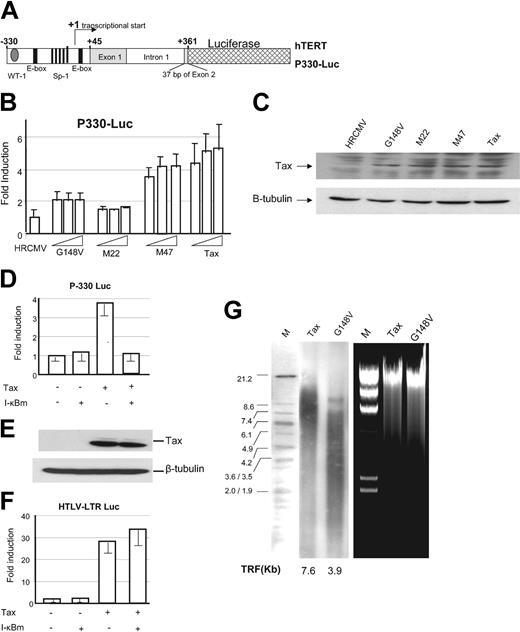 Figure 3. NF-κB–mediated activation of the hTERT promoter. (A) Schematic representation of the hTERT luciferase reporter construct P-330. (B) P-330 (1 μg) was transfected into 293 T cells in the absence (HRCMV, empty vector) or in the presence of increasing amounts of cytomegalovirus (CMV) Tax or CMV Tax mutants M22, G148V, and M47 (0.1, 0.3, and 0.6 μg) and TK-Renilla (60 ng) using the Effectene Reagent (Qiagen). Dual luciferase assay was performed 36 hours later. Normalized results using Renilla values are representative of 2 independent experiments. Experimental variations are indicated by error bars. (C) Western blot analysis for relative expression of Tax and Tax mutants in transfected 293 T cells. (D) P-330 (1 μg) was transfected into 293T cells in the absence or presence of Tax (0.25 μg) with or without I-κBα mutant (50 ng), and luciferase assays were performed as described in “Materials and methods.” (E) Tax expression, detected by Western blot, was not affected by I-κBα mutant expression. (F) HTLV-I–LTR luciferase (1 μg) was transfected into 293T cells in the absence or presence of Tax (0.25 μg) with or without I-κBα mutant (50 ng), and luciferase assays were performed as described in “Materials and methods.” Experimental variations are indicated by error bars. (G) Southern blot analysis of telomere length in Tax-transduced PBMCs and G148V-transduced PBMCs after 10 weeks of culture in RPMI 1640, 20% FBS, and IL-2. Ethidium bromide gel showing high–molecular weight DNA used in telomere length analysis. TRF indicates telomere restriction length fragments.