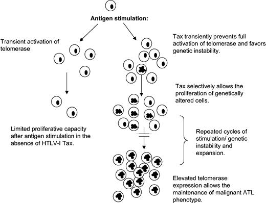 Figure 6. Model for HTLV-I–induced chromosomal instability and leukemogenesis.