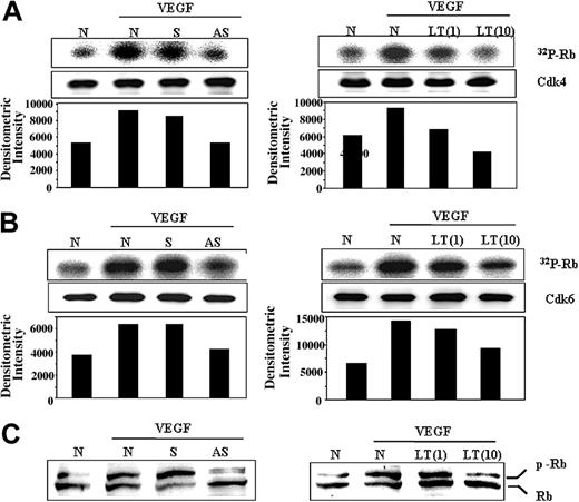 Figure 2. PILSAP is required for CDK activity and Rb phosphorylation upon VEGF stimulation. After treatment with ODNs or with LT, MSS31 cells were serum starved for 24 hours and then stimulated with VEGF (50 ng/mL) for 12 hours. (A) CDK 4 and (B) CDK 6 activities were analyzed by immune-complex kinase assays. The densitometric intensities were determined and normalized with those of the total protein level. (C) Phosphorylation state of the Rb protein was analyzed by immunoblotting.