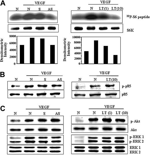 Figure 3. PILSAP is required for the activation of S6K upon VEGF stimulation. After treatment with ODNs or with LT, MSS31 cells were serum starved for 24 hours and then stimulated with VEGF (50 ng/mL) for 15 minutes. (A) S6K activities were analyzed by immune-complex kinase assay. The densitometric intensities were determined and normalized with those of the total protein level. (B) Akt and (C) ERK1/2 were analyzed by immunoblotting.