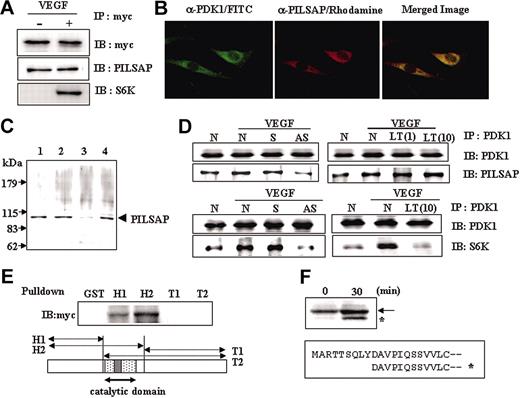 Figure 4. PILSAP binds and modifies PDK1 allowing the association of S6K. (A) MSS31 cells were transfected with an expression plasmid encoding myc-tagged PDK1. Cells were treated with or without VEGF (50 ng/mL). Cell lysates were immunoprecipitated (IP) with anti-myc antibody (Ab). Immunoprecipitates were resolved and immunoblotted (IB) with the indicated antibodies. PDK1 binds under basal conditions, and S6K associates with these proteins upon VEGF stimulation. (B) MSS31 cells were transfected with the PDK1 expression vector and stained with an anti-His (PDK1) or anti-PILSAP antibody. Immunofluorescent staining of PDK1 (green) and PILSAP (red) was performed. Cells were observed by confocal microscopy (LSM410; Carl Zeiss, Jena, Germany). Objective lens: Plan Neofluor 20×; camera: 35 mm Contax 167MT; software: LSM3.98. (C) COS-7 cells were transfected with the PILSAP expression vector and the subcellular localization of PILSAP was analyzed as described in “Materials and methods.” Lane 1 shows the total; lane 2, cytosolic fraction; lane 3, membrane fraction; and lane 4, microsomal fraction. (D) After treatment with ODNs or with LT, MSS31 cells were serum starved for 24 hours and then stimulated with VEGF (50 ng/mL) for 15 minutes. Cell lysates were immunoprecipitated with an anti-PDK1Ab. Precipitates were then immunoblotted with anti-PDK1 and anti-PILSAP Abs or with anti-PDK1 and anti-S6K Abs. (E) HEK293 cells were transfected with a PDK1-myc expression vector and cell lysates were incubated with purified GST-tagged PILSAP constructs (H1, H2, T1, T2) for pull-down analysis. (F) Purified PILSAP and PDK1 were incubated for 30 minutes at 37° C and subjected to immunoblotting of PDK1. The N-terminal amino acid sequence was determined. *The cleaved PDK1.