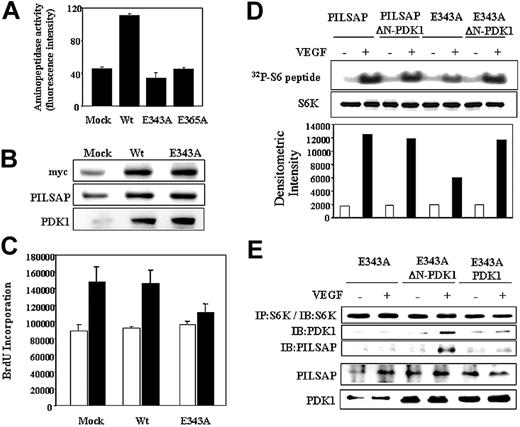Figure 5. Mutant PILSAP acts as a dominant-negative molecule. (A) HEK293 cells were transfected with a Wt or mutant PILSAP expression plasmid and aminopeptidase activity was measured using Leu-MCA as the substrate. Error bars indicate SDs. (B) MSS31 cells were transfected with a Wt or E343A expression vector and immunoprecipitated with an anti-myc antibody. Thereafter, pull-down analysis was performed using myc-tagged Wt and E343A. (C) Mock, Wt, or E343A transfected MSS31 cells were serum starved and stimulated with or without VEGF (50 ng/mL) for 12 hours. Incorporated BrdU was measured by a chemiluminescent BrdU ELISA. Error bars indicate SDs. (D) MSS31 cells were transfected with the indicated combination of expression vectors (wild-type PILSAP, E343A, and ΔN-PDK1). S6K was immunoprecipitated and kinase activities were measured using S6 peptide as the substrate. The densitometric intensities were determined and normalized with those of the total protein level. (E) MSS31 cells were transfected with the indicated combination of expression vectors (E343A, ΔN-PDK1, and wild-type PDK1) and were stimulated with or without VEGF (50 ng/mL).Association of S6K, PDK1 including ΔN-PDK1, and PILSAP including E343 was analyzed by immunoprecipitation followed by Western blotting. Total PILSAP and PDK1 were shown by Western blotting in the bottom 2 panels.