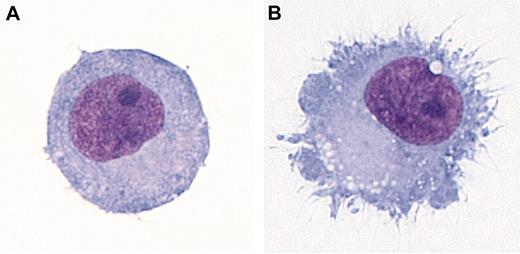 Figure 1. DC morphology. (A) Immature monocyte-derived DC. (B) Monocyte-derived DC matured with IL-1β, IL-6, tumor necrosis factor α (TNFα), and prostaglandin E2 (PGE2). Dif-Quick–stained cytocentrifuge preparations are shown. Viewed at 1000× magnification using an Olympus BX51 microscope with an Olympus U Plan Fluorite 100×/1.30 NA oil immersion objective. Images were captured using an Optronics MicroFire digital camera and MicroFire image acquisition software and processed with Adobe Photoshop.