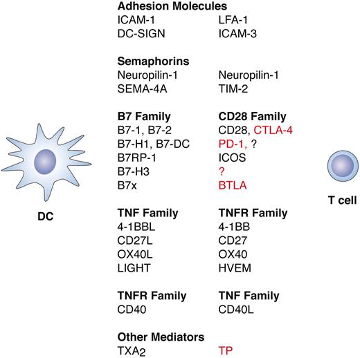 Figure 2. Molecules involved in the immunologic synapse between DCs and T cells. Molecules expressed on DCs are listed on the left, with their corresponding T-cell ligands listed on the right. In the right-hand column, stimulatory interactions are indicated in black text and inhibitory interactions are indicated in red. Signaling from T cells to DCs also occurs but is not shown here. Initial DC–T-cell interactions are mediated by adhesion molecules and semaphorins such as neuropilin-1.50 Following engagement of the T-cell receptor by pMHC complexes (signal 1) and engagement of CD28 by B7-1 and B7-2 (signal 2), additional molecules are up-regulated on both cell types that determine the nature of the ensuing T-cell response. Up-regulated molecules include semaphorins such as SEM4-A and members of the B7, CD28, TNF, and TNFR families of costimulatory molecules. Bidirectional signaling between these molecules results in either further T-cell activation or in attenuation of the T-cell response, depending on the molecules involved. Both B7-H1 and B7-DC interact with PD-1 to inhibit activated T cells, but B7-DC can also work synergistically with B7-1 and B7-2 to enhance T-cell activation through an unknown receptor.51,52 B7x transmits an inhibitory signal by way of BTLA (B and T lymphocyte attenuator),53 and B7-H3 can also transmit an inhibitory signal but through an unknown receptor.54 Thromboxane A2 (TXA2) secreted by the DCs also attenuates the DC–T-cell interaction by way of the thromboxane receptor (TP) on the T cell.55 Inhibitory molecules are thought to prevent excessive inflammation and autoimmunity. Alternative names for B7 family members are CD80 (B7-1), CD86 (B7-2), PD-L1 (B7-H1), PD-L2 (B7-DC), B7-H2 or ICOSL (B7RP-1), and B7-H4 (B7x).