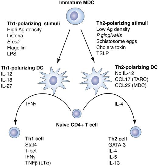Figure 3. DC plasticity in response to different maturation stimuli directs Th polarization. DCs can direct the fate of naive CD4+ T cells, depending on the type of DC maturation stimulus. Following priming, CD4+ T cells may differentiate toward T-helper 1 (Th1) cells, which produce IFNγ and support CD8+ cytotoxic T lymphocyte (CTL) responses, or toward T-helper 2 (Th2) cells, which produce IL-4, IL-5, and IL-13, support humoral immunity, and down-regulate Th1 responses. The direction of Th polarization is determined by the secreted cytokine profile of the stimulating DCs, which in turn depends on the DC subtype, the anatomic location of the DCs, and the type of maturation stimulus.45,56 These factors control other characteristics of the T-cell response as well, such as tolerance induction57 or T-cell homing.58,59 Th1-polarizing stimuli such as LPS or flagellin direct a DC differentiation program that causes the DCs to secrete IL-12p70, which together with IFNγ potently induce CD4+ T cells to differentiate into IFNγ-secreting Th1 effector cells. This T-cell program is mediated largely by the transcription factors signal transducer and activator of transcription 4 (Stat4) and T-bet.60,61 Th1 polarization can also be induced in the absence of IL-12p70 by mechanisms that are not entirely known but may be due in part to IL-12–related cytokines such as IL-27. Other DC maturation stimuli such as cholera toxin or schistosome eggs can differentiate DCs that do not produce IL-12p70 and that, in the presence of IL-4, induce naive CD4+ T cells to differentiate into IL-4–secreting Th2 effector cells. It is not clear whether Th2 polarization is induced by specific DC cytokines or is rather a default program carried out in the absence of a Th1 polarization signal from the DCs. However, DC secretion of chemokines such as thymus and activation-regulated chemokine (TARC) and MDC can act to potentiate a Th2 response by preferentially attracting Th2 cells. The Th2 program in CD4+ T cells is dependent on transcription factors GATA-3 and c-Maf.60,61