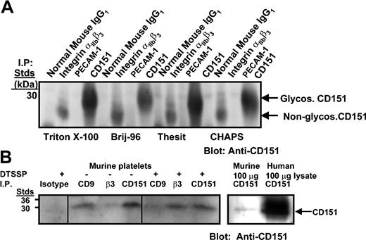 Figure 1. Coimmunoprecipitation of CD151 with integrin αIIbβ3 from human and murine platelet lysates. (A) Platelet lysates (1.5 mg) solubilized with indicated detergents were immunoprecipitated with normal IgG1, integrin complex–specific αIIbβ3 Ab, P2, PECAM-1.2, and 11B1 (anti-CD151). Samples were resolved on 12.5% SDS-PAGE under nonreducing conditions and Western blotted for CD151 with 11B1 Ab. (B) Wild-type mouse platelets (150 × 109/L) were chemically cross-linked with 2 mM DTSSP and then solubilized with 1% Triton X-100 and Triton-soluble fractions immunoprecipitated with isotype control, CD9, integrin αIIbβ3 complex–specific mAb, and 11B1 (CD151) (left). Murine and human platelet lysates (100 μg) blotted with 11B1 Ab are included as positive markers of CD151 recognition (right). Samples were resolved on 12.5% SDS-PAGE under nonreducing conditions and Western blotted for CD151 with biotinylated 11B1 Ab followed by horseradish peroxidase (HRP)–streptavidin. Glycos indicates glycosylated.