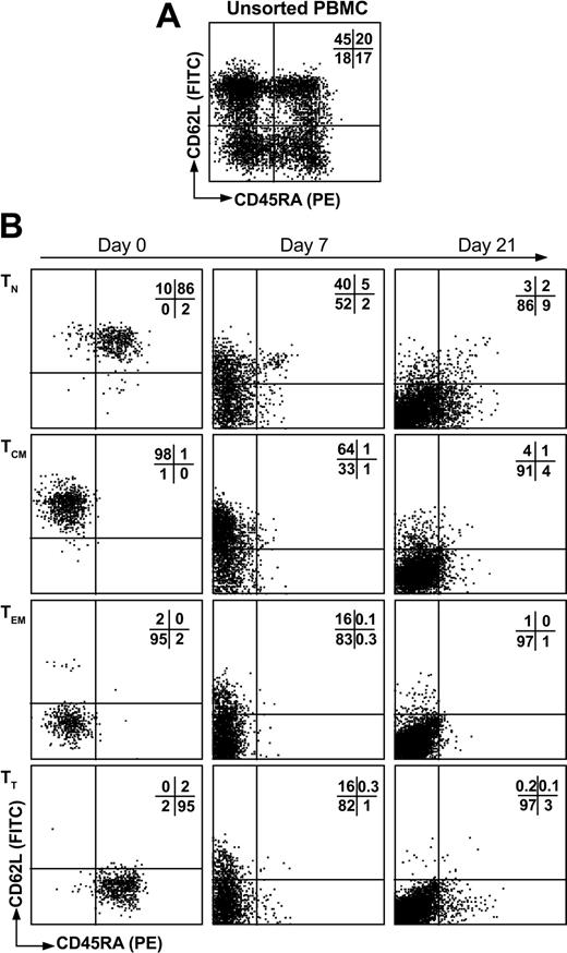 Figure 1. T-cell subset cell sorting and phenotype following expansion. Fresh PBMCs were labeled with CD62L FITC and CD45RA PE (A) and sorted by flow cytometry into CD62L+CD45RA+ (TN), CD62L+CD45RA– (TCM), CD62L–CD45RA– (TEM), or CD62L–CD45RA+ (TT) T-cell subsets (B, first column). Following isolation, T cells were stimulated with OKT3 in the presence of IL-2 and expanded for 21 days in which the phenotype of CD62L and CD45RA was monitored (B). The percentage of events in each quadrant is indicated.
