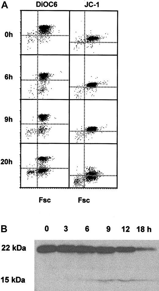 Figure 2. Mitochondrial permeability transition and Bid cleavage during neutrophil apoptosis. (A) Freshly isolated neutrophils and neutrophils cultured for 6, 9, or 20 hours were loaded with DiOC6 or JC-1 and analyzed for uptake and retention of the dyes by FACS analysis. A representative of 4 experiments is shown. (B) Lysates were prepared from freshly isolated neutrophils and neutrophils cultured for 0, 3, 6, 9, 12, and 18 hours and analyzed by Western blotting for the presence of full-length 22-kDa Bid and the cleaved 15-kDa form. A representative of 3 experiments is shown.