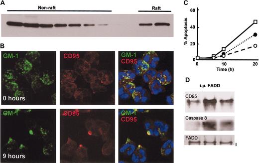 Figure 4. Neutrophil apoptosis involves clustering of CD95 in lipid rafts. (A) CD95 is partially localized in lipid rafts in freshly isolated neutrophils. Neutrophils were lysed in Triton X-100–containing buffer at 4° C, and the lysate was fractionated on a sucrose density gradient to separate raft and nonraft proteins. Gradient fractions were analyzed by Western blotting for the presence of CD95. (B) Lipid rafts containing CD95 cluster in aged neutrophils. Neutrophils were cultured for 0 hours or 9 hours and then stained with FITC-conjugated cholera toxin B subunit to locate GM1 in lipid rafts and a nonactivating anti-CD95 antibody (ZB4) and a Texas red–conjugated anti–mouse IgG1 antibody. The images shown are representative of 3 separate experiments performed. (C) Neutrophil spontaneous apoptosis depends upon intact lipid rafts; disruption of lipid rafts inhibited neutrophil apoptosis. Neutrophils were cultured for up to 20 hours in the absence or presence of 10 μg/mL nystatin (○), 10 μg/mL filipin (•), or 0.1% methanol as solvent control (□), and apoptosis determined by analysis of cell morphology. (D) Assembly of the DISC complex depends on intact lipid rafts. Neutrophils were cultured with and without nystatin, lysed, and incubated with an anti-FADD antibody. FADD immunoprecipitates were then analyzed by Western blotting for the presence of CD95 and pro-caspase 8. The blots shown are representative of 3 separate experiments performed.