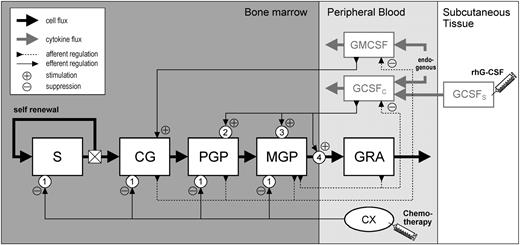 Figure 1. Model structure. The compartments S, CG, PGP, MGP, and GRA represent stem cells, CFU-GM, proliferating granuloid precursors (myeloblasts, promyelocytes, myelocytes), maturing granuloid precursors (metamyelocytes, banded and segmented neutrophils), and peripheral neutrophils, respectively. GCSFC and GMCSF indicate the circulating levels of G-CSF and GM-CSF, respectively. GCSFS represents the subcutaneous compartment for exogenous rhG-CSF. CX represents the chemotherapy. Bold black and gray lines indicate cell and cytokine flux, respectively. Thin dashed and solid lines indicate the afferent and efferent parts of regulatory loops, respectively. Numbers in circles indicate the basic modes of drug action: (1) acute loss of cells, (2) enhanced mitotic activity, (3) accelerated differentiation, and (4) increased rate of release to the peripheral blood stream.