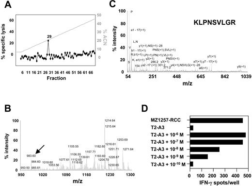 Figure 3. Identification of the HLA-A*0301–associated peptide epitope KLPNSVLGR by mass spectrometry. (A) In vitro epitope reconstitution with naturally processed RCC peptides. Peptides were acid-eluted from immunoaffinity-purified HLA-A*0301 complexes of 2.5 × 1010 MZ1257-RCC cells and fractionated by RP-HPLC. Aliquots of each fraction corresponding to 8 × 108 cell equivalents were preincubated with HLA-A*0301–transfected T2 (T2-A3) cells and tested for recognition by HLA-A*0301–restricted CTL clone B5 at an E/T ratio of 20:1 in a 51Cr-release assay. Background lysis on T2-A3 by CTL B5 in the absence of peptides was 2%. Lysis on MZ1257-RCC by CTL B5 was 97% (not shown). ACN indicates acetonitrile. (B) MALDI-TOF mass spectrum from HPLC fraction 29 of the HLA-A*0301 peptide extract that contained the CTL B5 epitope. Data were obtained from 3.8 × 108 MZ1257-RCC cell equivalents and are shown in the 950 m/z to 1300 m/z range. The m/z 983.60 ion is indicated by arrow. (C) CID mass spectrum recorded on candidate peptide ions of m/z 983.60 observed in HPLC fraction 29. Peptide material from HPLC fraction 29 corresponding to 6 × 109 MZ1257-RCC cell equivalents was separated by microcapillary liquid chromatography prior to fragmentation by MALDI-TOF/TOF mass spectrometry. (D) Epitope reconstitution with synthetic peptide KLPNSVLGR. RCC-reactive CTL clone B5 was tested in an IFN-γ ELISPOT assay against T2-A3 cells pulsed with synthetic peptide KLPNSVLGR at indicated concentrations. Results obtained with 5000 CTLs/well are shown. Unpulsed T2-A3 cells and MZ1257-RCC cells were negative and positive controls, respectively. Results shown in panels A to D are representative of at least 2 experiments.