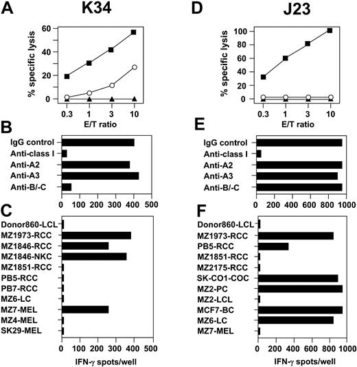 Figure 6. Anti-RCC CTLs with HLA- and non–HLA-restricted cytotoxicity or with restriction by a nonclassical HLA-Ib molecule. CTL clones K34 and J23 were isolated from allo-MLTC-1 on CD8+ T lymphocytes of healthy donor 860 and the HLA class Ia–matched RCC line MZ1257-RCC. (A,D) Lysis on MZ1257-RCC (▪), MZ1257-LCL (▴), and K562 (○) by CTLs was determined in 4-hour 51Cr-release assays. Results are percentage of cytolysis at indicated E/T ratios. (B,E) IFN-γ ELISPOT assays were performed on MZ1257-RCC in the presence of anti–HLA class I mAbs to identify CTL restriction elements. (C) Reactivity of CTL K34 was tested against allogeneic HLA-Cw7+ target cell lines in IFN-γ spot assays. (F) IFN-γ spot production of CTL J23 was assayed against target cell lines matched or mismatched for single HLA-Ia alleles. ELISPOT results shown are representative of 50 different targets completely tested. They were obtained in 20-hour assays on 5000 CTLs/well in triplicates.