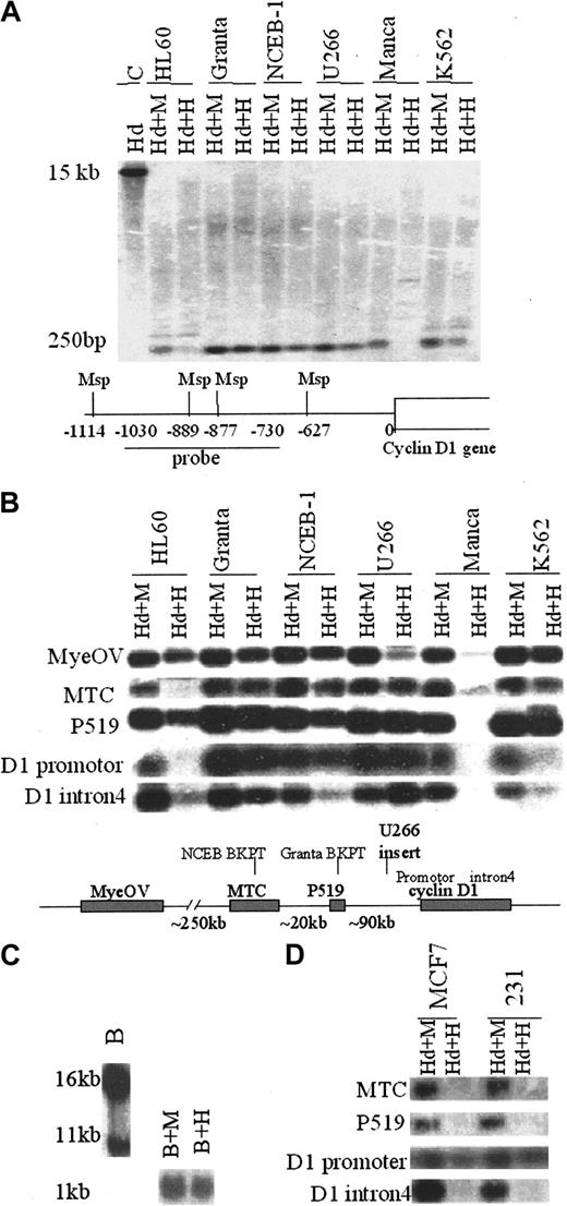 Figure 2. DNA methylation status in the cyclin D1 promoter and upstream regions in the 11q13 locus correlates with the cyclin D1 gene expression. (A) DNA from cyclin D1–expressing B-cell lines (Granta, NCEB-1, U266), cyclin D1–nonexpressing cell lines (HL60, Manca), and a low-expressing cell line (K562) was cleaved with HindIII (Hd) plus Msp (M) or HpaII (H), Southern blotted, and probed with a fragment of the cyclin D1 promoter. The map below the blots shows Msp sites and position of the probe relative to the cyclin D1 gene transcription start, which is included in a 15-kb HindIII fragment as shown in the first lane. (B) Southern analysis of DNA methylation in cyclin D1–expressing and –nonexpressing hematopoietic cell lines with probes in the 11q13 region. The map below the blots shows the probes used and the sites of translocation breakpoints relative to the cyclin D1 gene locus. The translocation breakpoints for Granta cells and NCEB-1 cells are indicated as well as the site of insertion of IgH regulatory sequences in U266 cells. The small DNA fragments produced by complete cleavage (plus HindIII, Hd) are shown. If there is a band in the Hd+H(HindIII + HpaII) lane, that sequence is unmethylated. In contrast, if there is no band observed, then that sequence is methylated and a higher–molecular weight band was seen (not shown). (C) Southern analysis of DNA methylation in Granta cell line using a t(11;14) translocation breakpoint probe at the P519 region. When restriction enzyme BamHI (B) was used alone for the digestion and probed with the P519 probe, two bands were produced, representing the translocated (16-kb) and normal (11-kb) chromosomes, respectively. When gDNAwas cleaved with BamHI plus Msp (B+M) or BamHI plus HpaII (B+H), there was only one small band (1 kb) observed, consistent with hypomethylation of both the translocated and untranslocated chromosomes. (D) Southern blot analysis of DNA methylation in cyclin D1+ breast cancer cell lines MCF7 and MDA-MB-231(231). The cyclin D1 promoter was unmethylated in both cell lines, but the upstream MTC and P519 regions were methylated.