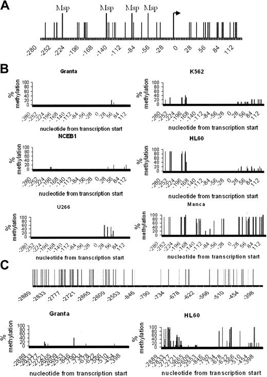 Figure 3. The cyclin D1 promoter region showed differential cytosine methylation in cyclin D1+ and cyclin D1– cell lines. (A) Diagram of the cyclin D1 promoter region analyzed. The bent arrow represents the transcription start site, the vertical lines mark the locations of CpG dinucleotides, and filled rectangles indicate the positions of PCR primers used for sodium bisulfite genomic sequence analysis. Msp indicates the positions of restriction sites. (B). Bisulfite analysis of the cyclin D1 promoter region methylation in cyclin D1-overexpressing cell lines (Granta, NCEB1, and U266), a cyclin D1 low-expressing cell line (K562), and cyclin D1–nonexpressing cell lines (HL60 and Manca). (C) Bisulfite analysis of the upstream region of the cyclin D1 promoter in Granta and HL60 cell lines. CpG sites in the region (–2385 to –845) were not analyzed. Diagrams in A and C (upper panels) show locations of CpG dinucleotides relative to the cyclin D1 gene transcription start.