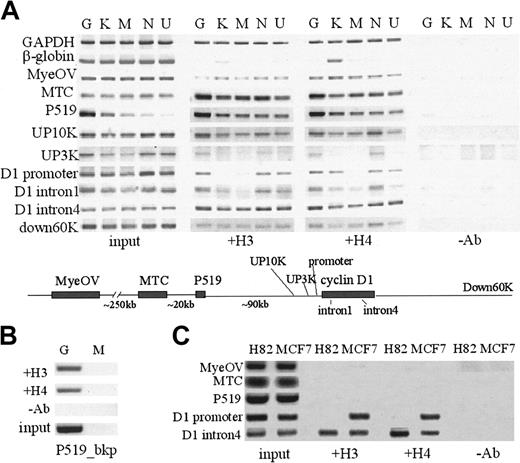 Figure 6. Analysis of histone acetylation patterns at the cyclin D1 locus and IgH regulatory regions in nonmalignant human B and T cells. (A) Two EBV-immortalized human B-cell lines, LCL1 and LCL2, showed acetylation in all regions except the MTC region. (B) Activated T-cell clone (D160) and cord blood CD4+ T cells (T) showed a similar pattern. (C). IgH regulatory regions including Eμ intronic enhancer, 3′ Cα DnaseI-hypersensitive regions HS4 and HS3 from chromosome 14 were acetylated in the normal B/T cells and the MCL cell lines Granta (G) and NCEB-1 (N), but not in the stem cell/erythroleukemia cell line K562 and breast cancer cell line MCF7.